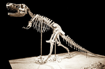 Dinosaur Taubosaurus Bataar