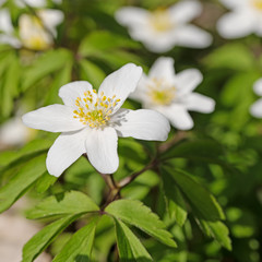 Bl&uuml;hende Buschwindr&ouml;schen, Anemone nemorosa