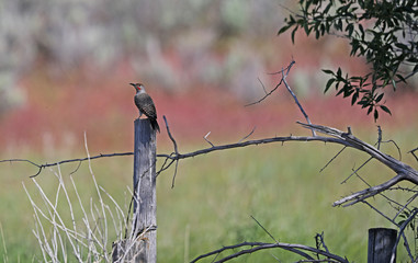 northern flicker