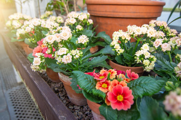 Flowers at the greenhouse