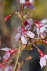 Okame Flowering Cherry