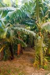 Banana trees growing on the banana plantation