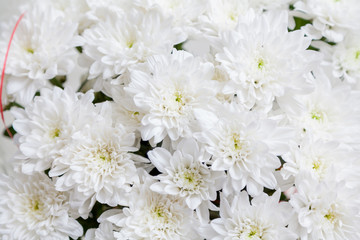 bouquet of white flowers Chrysanthemums