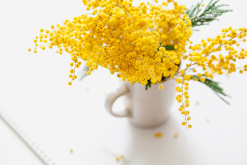 Yellow mimosa branch in cup on white background
