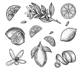  Lemon. Vector illustration. Freehand drawing. Eps