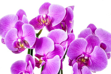 Fototapeta na wymiar Violet orchid flower