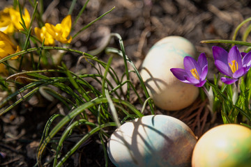 group of Easter painted eggs on bed of crocuses