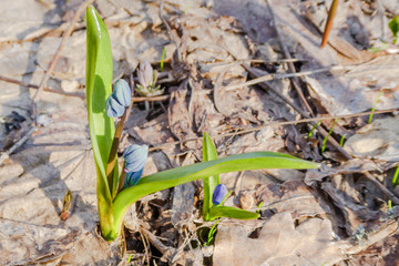 Wood squill (Scilla siberica) flowers