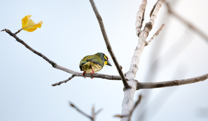 Coppersmith Barbet (Megalaima haemacephala) standing on branch in garden with sunlight.