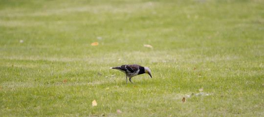 Black-collared Starling (Gracupica nigricollis) walking on green grass.