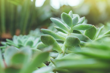Close up of succulent Echeveria plant in mini pot,The leaves are compressed into layers. 