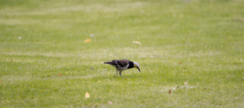 Black-collared Starling (Gracupica nigricollis) walking on green grass.