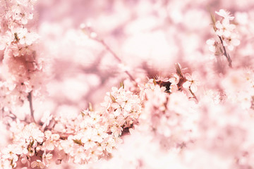 Pink sakura flower bloom in spring season. Vintage sweet cherry blossom soft tone texture background.