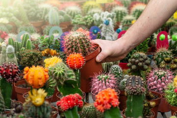 Beautiful male customer chooses cactus plants in the retail store. Gardening In Greenhouse