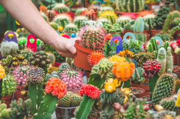 Beautiful male customer chooses cactus plants in the retail store. Gardening In Greenhouse