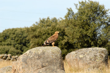 Aguila imperial en los campos de España.Avila