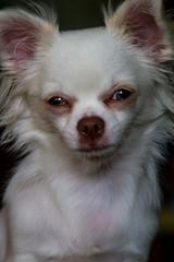 Portrait of young white chiahuahua with serious sight