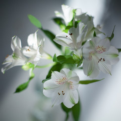 White alstroemeria flowers with green leaves on gray background with sun light and shadow close up, delicate lily flower bunch in sunlight, tender lilies floral arrangement, beautiful romantic design