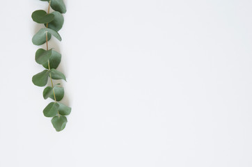 Eucalyptus leaves on white background. Flat lay, top view, copy space