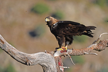 Aguila imperial en los campos de España.Avila