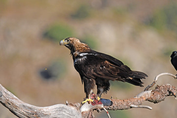 Aguila imperial en los campos de España.Avila