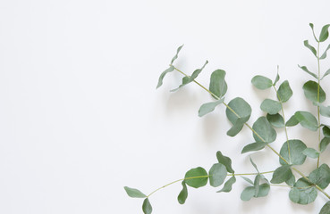 Eucalyptus leaves on white background. Flat lay, top view, copy space