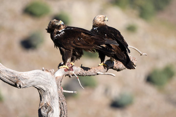 Aguila imperial en los campos de España.Avila