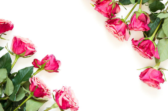 Flowers composition. Frame made of rose flowers on white background. Flat lay, top view, copy space. - Image