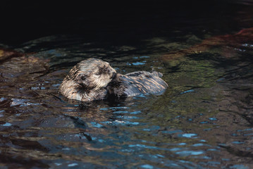 Sea otter in oceanarium
