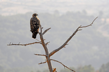 Aguila imperial en los campos de España.Avila