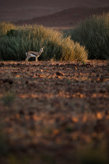 Springbok in golden light