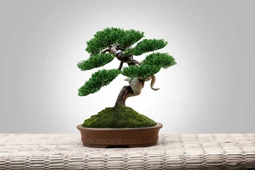 Foto op Plexiglas bonsai japan on mat © ANUCHA