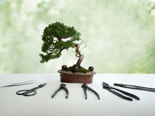bonsai and bonsai tools on table