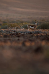Springbok in golden light