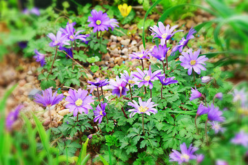 Spring Anemone.