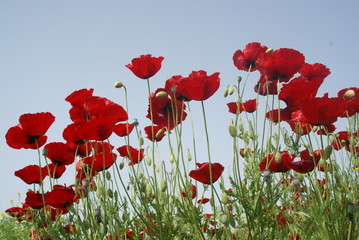 Obraz premium spring landscape, field of red poppies at sunset.oltu/erzurum/turkey