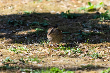 Passera scopaiola (Prunella modularis)