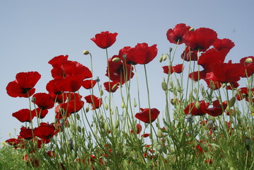 Obraz premium spring landscape, field of red poppies at sunset.oltu/erzurum/turkey