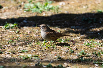 Passera scopaiola (Prunella modularis)