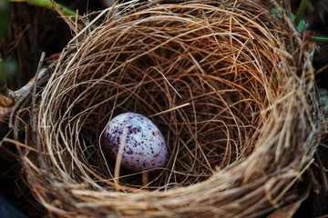 bird s nest with egg in the garden