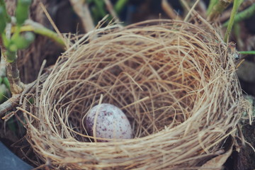 bird s nest with egg in the garden