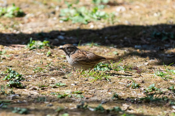 Passera scopaiola (Prunella modularis)