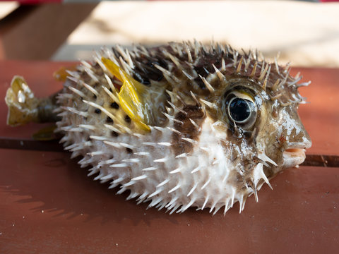 Black blotched porcupinefish alive ..Close up of cute inflate porcupinefish laying on wooden table with sharp spines and wide open eyes before release back to the sea.