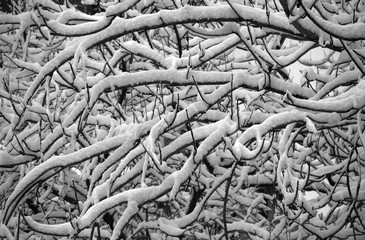 Thick layer of snow on tree branches, black and white