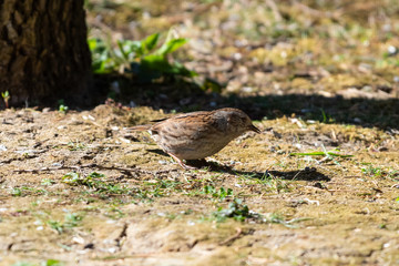 Passera scopaiola (Prunella modularis)