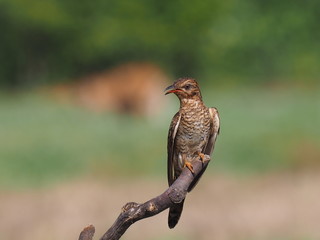 The bird on the branch.