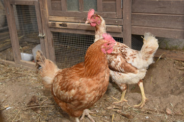 hen