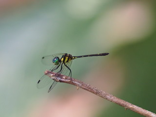 The green dragonfly on the branch.