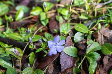 Periwinkle or Vinca Vine in spring