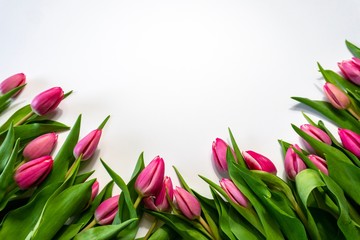 Pink tulips with white space